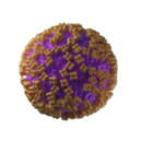 hantavirus 3d rendering medical