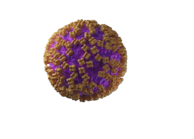 hantavirus 3d rendering medical illustration 260nw 1988589329 fotor bg remover 2026052820222